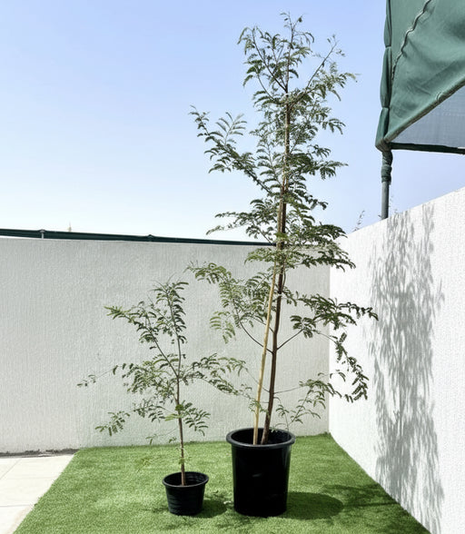 Tamarindus Indica or Tamarind Tree شجرة التمر الهندي - Greensouq - 