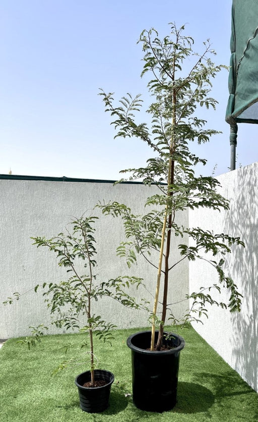 Tamarindus Indica or Tamarind Tree شجرة التمر الهندي - Greensouq - 