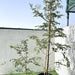 Tamarindus Indica or Tamarind Tree شجرة التمر الهندي - Greensouq - 