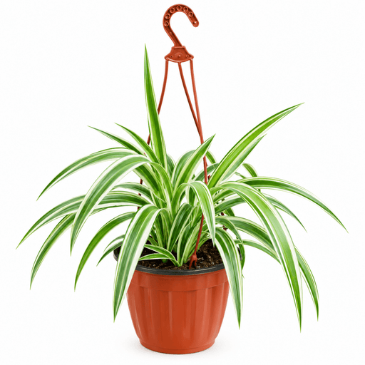 Tasman Flax lily Hanging - Dianella Tasmanica "Variegata" | UAE Top-Selling Plants! - Greensouq -