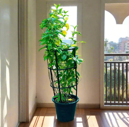 Tecoma stans or Yellow Bells - Greensouq - 