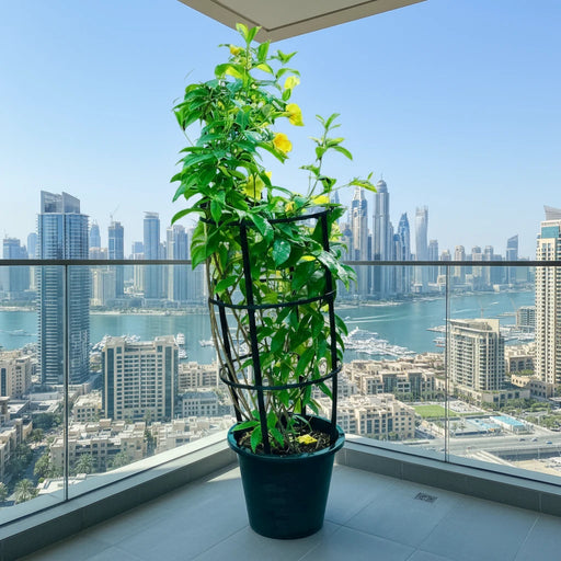 Tecoma stans or Yellow Bells - Greensouq - 