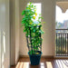 Tecoma stans or Yellow Bells - Greensouq - 