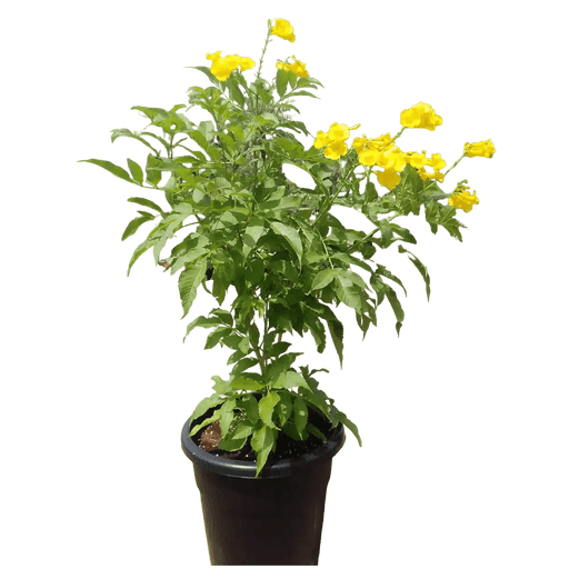 Tecoma stans or Yellow Bells - Greensouq - 