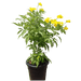 Tecoma stans or Yellow Bells - Greensouq - 