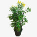 Tecoma stans or Yellow Bells - Greensouq - 