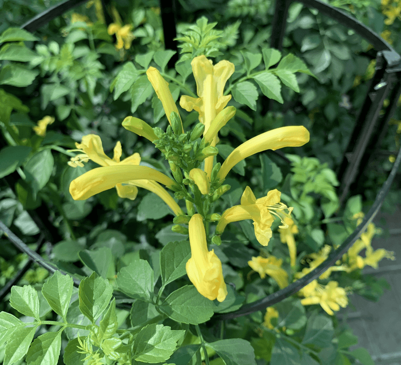 Tecomaria capensis or Cape Honeysuckle 0.7 - 0.9m - Greensouq - 