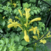 Tecomaria capensis or Cape Honeysuckle 0.7 - 0.9m - Greensouq - 
