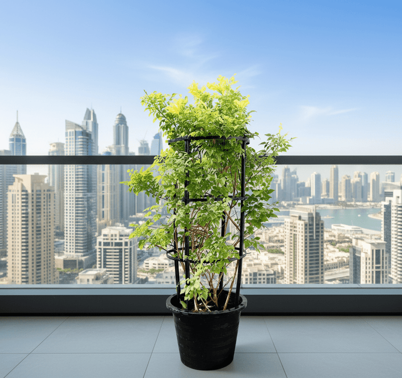 Tecomaria capensis "yellow" or Cape Honeysuckle 0.7 - 0.9m - Greensouq - 
