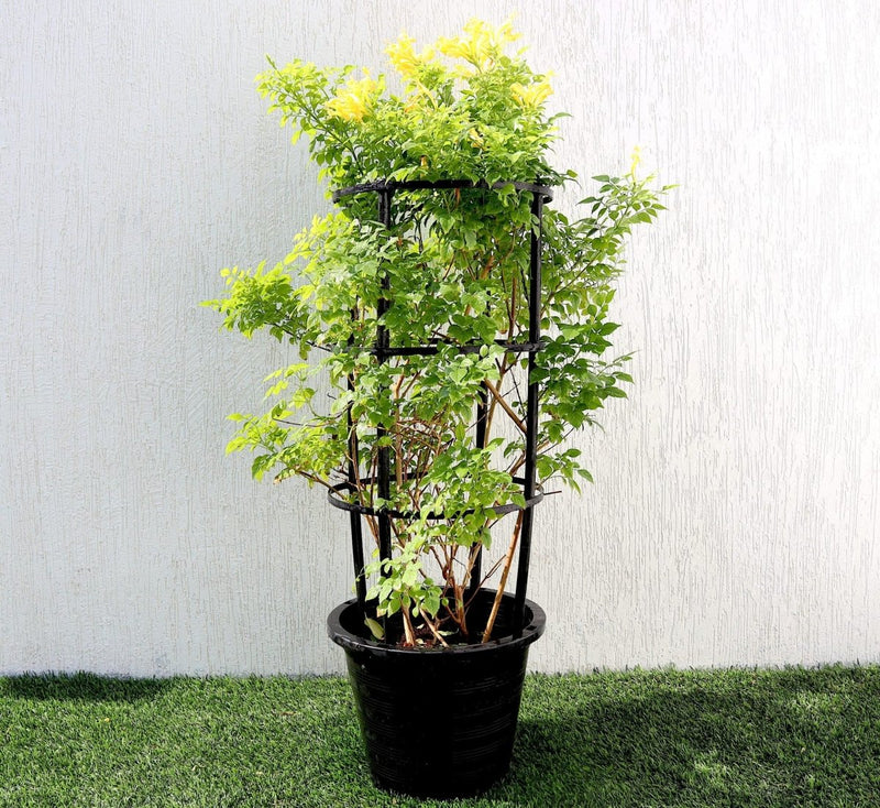 Tecomaria capensis "yellow" or Cape Honeysuckle 0.7 - 0.9m - Greensouq - 