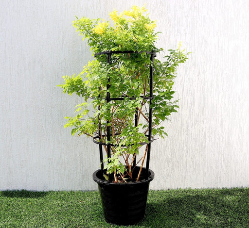 Tecomaria capensis "yellow" or Cape Honeysuckle 0.7 - 0.9m - Greensouq - 