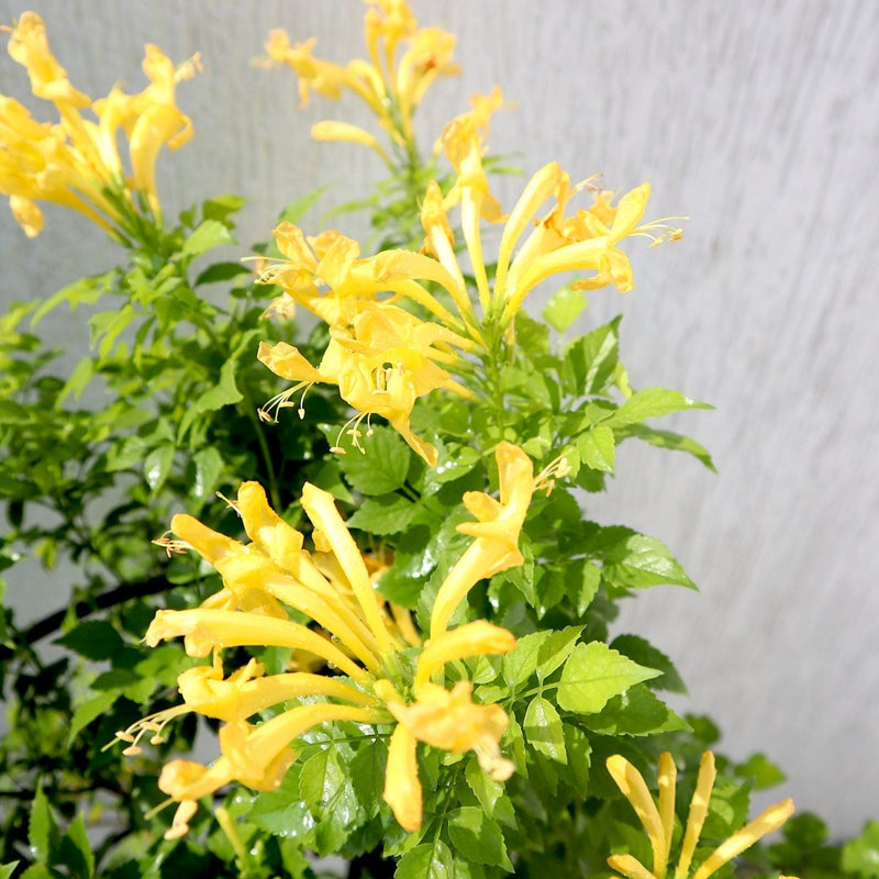 Tecomaria capensis "yellow" or Cape Honeysuckle 0.7 - 0.9m - Greensouq - 