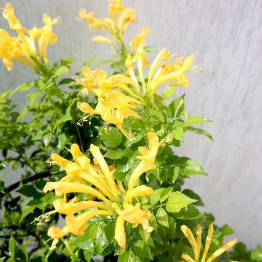 Tecomaria capensis "yellow" or Cape Honeysuckle 0.7 - 0.9m - Greensouq - 