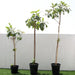 Terminalia catappa "Indian Almond Tree" شجرة اللوز الهندية - Greensouq - 