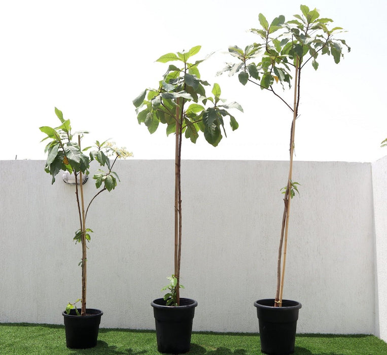 Terminalia catappa "Indian Almond Tree" شجرة اللوز الهندية - Greensouq - 