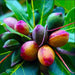 Terminalia catappa "Indian Almond Tree" شجرة اللوز الهندية - Greensouq - 