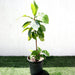 Terminalia catappa "Indian Almond Tree" شجرة اللوز الهندية - Greensouq - 