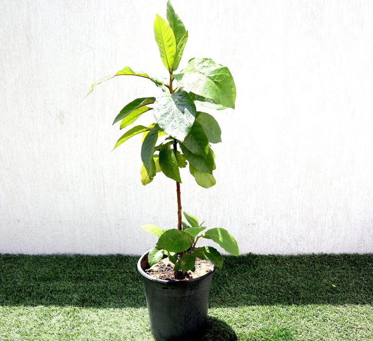 Terminalia catappa "Indian Almond Tree" شجرة اللوز الهندية - Greensouq - 