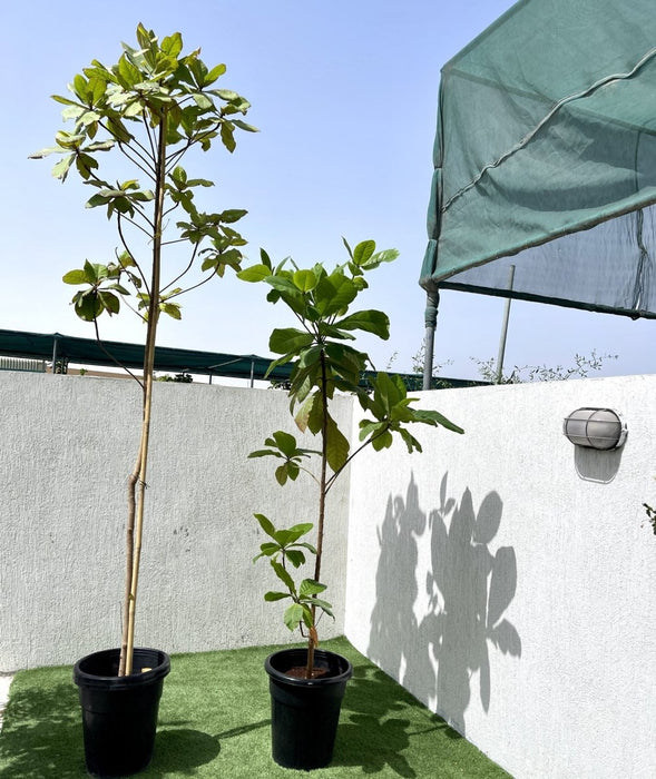 Terminalia catappa "Indian Almond Tree" شجرة اللوز الهندية - Greensouq - 
