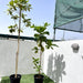 Terminalia catappa "Indian Almond Tree" شجرة اللوز الهندية - Greensouq - 