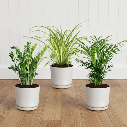 zz plant clean air Air Purifying Plant Set