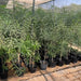 Thevetia peruviana | Cascabela Thevetia - Greensouq - 