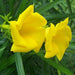 Thevetia peruviana | Cascabela Thevetia - Greensouq - 