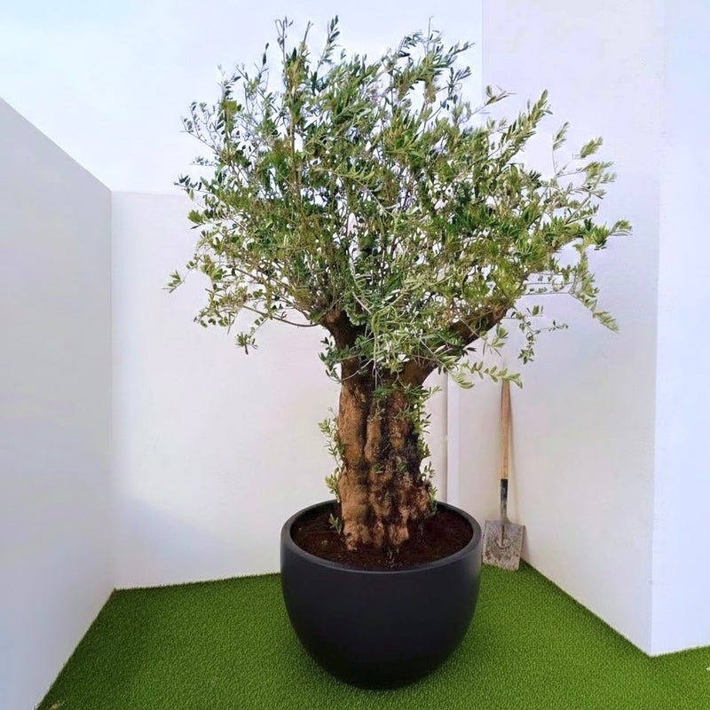 Thick Trunk Olive Tree 2.0 - 2.5 (Olea Europea) in Fiber Pot Black - Greensouq - 