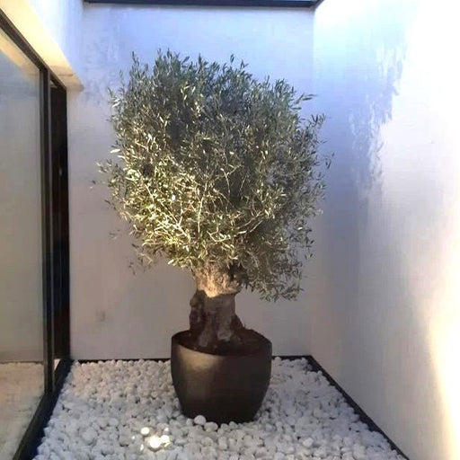 Thick Trunk Olive Tree - Fiber Pot - Greensouq - 