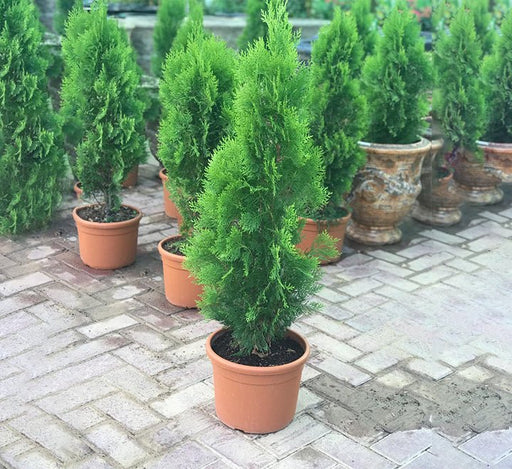 Thuja Orientalis 0.8 - 1.0m - Greensouq - 