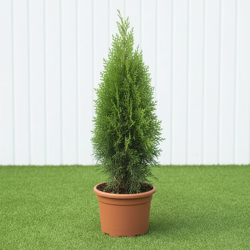 Thuja Orientalis 0.8 - 1.0m - Greensouq - 