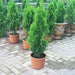 Thuja Orientalis 0.8 - 1.0m - Greensouq - 