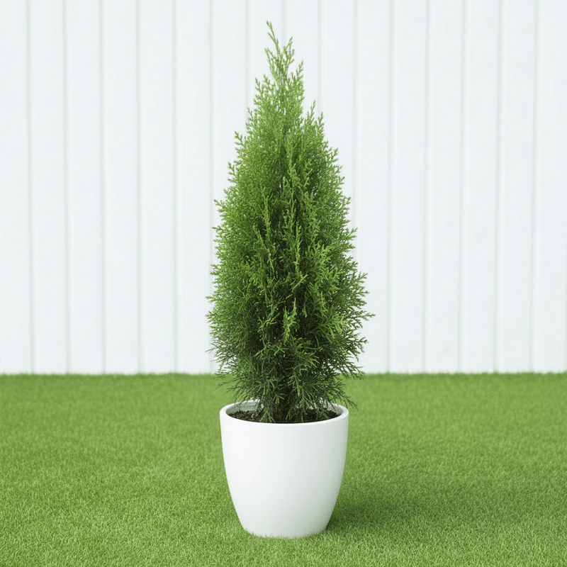 Thuja Orientalis (0.8 - 1.0m) | UAE's Good Greens! - Greensouq - 