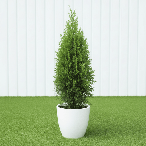 Thuja Orientalis (0.8 - 1.0m) | UAE's Good Greens! - Greensouq - 
