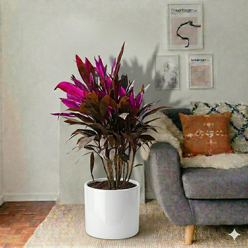 Ti Plant | Cordyline Fruiticosa Multicolor | Hawaiian Good Luck Plant - Greensouq - 