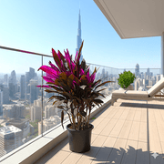 Ti Plant | Cordyline Fruiticosa Multicolor | Hawaiian Good Luck Plant - Greensouq - 