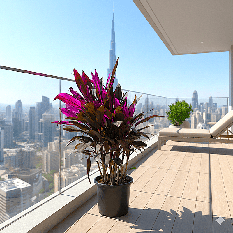 Ti Plant | Cordyline Fruiticosa Multicolor | Hawaiian Good Luck Plant - Greensouq - 