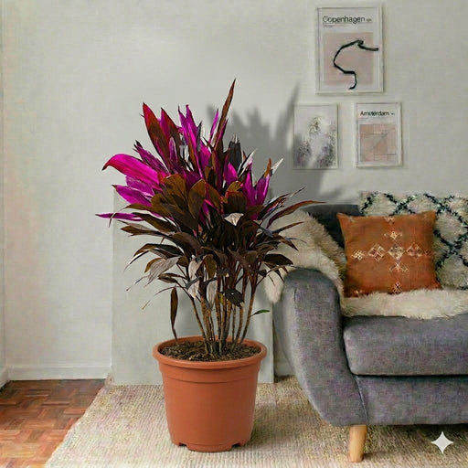 Ti Plant | Cordyline Fruiticosa Multicolor | Hawaiian Good Luck Plant - Greensouq - 