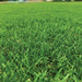 American Bermuda Grass Greensouq
