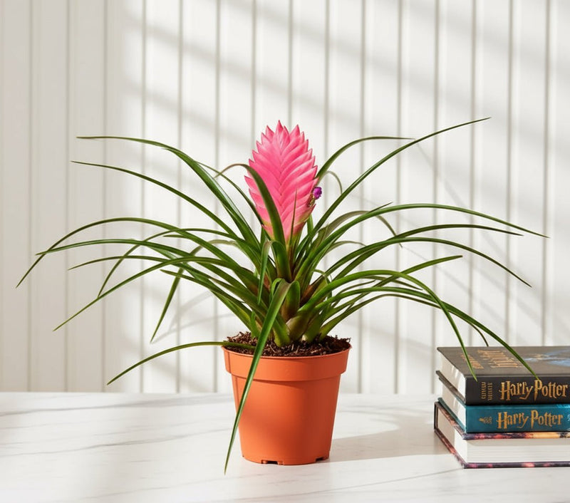 Tillandsia Cyanea Pink Quill "Healthy Indoor Plant" - Greensouq - 