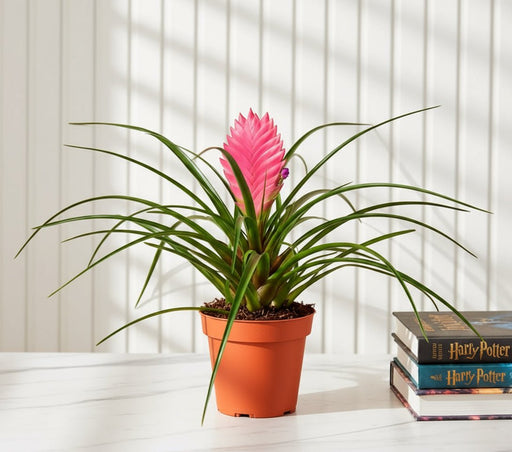 Tillandsia Cyanea Pink Quill "Healthy Indoor Plant" - Greensouq - 