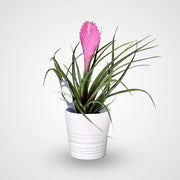 Tillandsia Cyanea Pink Quill "Healthy Indoor Plant" - Greensouq - 