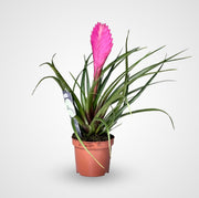 Tillandsia Cyanea Pink Quill "Healthy Indoor Plant" - Greensouq - 