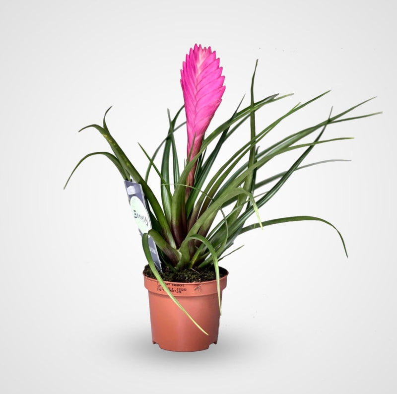 Tillandsia Cyanea Pink Quill "Healthy Indoor Plant" - Greensouq - 