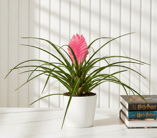 Tillandsia Cyanea Pink Quill "Healthy Indoor Plant" - Greensouq - 