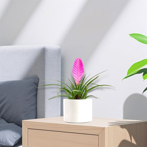 Tillandsia Cyanea Pink Quill "Healthy Indoor Plant" in Ceramic Pot - Greensouq - 