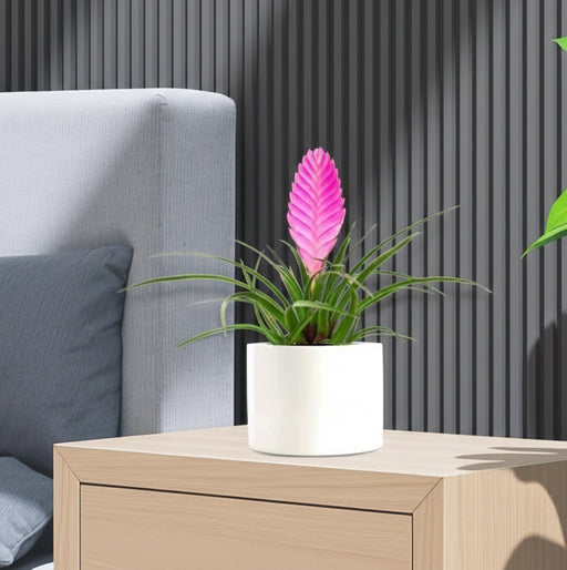 Tillandsia Cyanea Pink Quill "Healthy Indoor Plant" in Ceramic Pot - Greensouq - 
