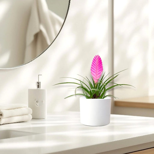 Tillandsia Cyanea Pink Quill "Healthy Indoor Plant" in Ceramic Pot - Greensouq - 