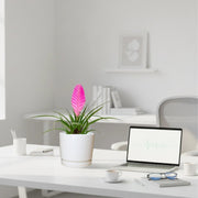Tillandsia Cyanea Pink Quill "Healthy Indoor Plant" in Ceramic Pot - Greensouq - 