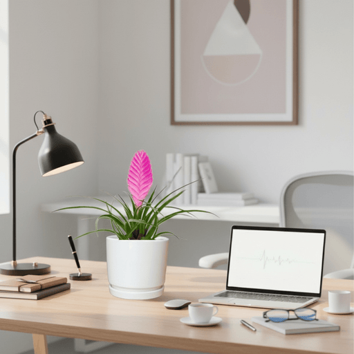 Tillandsia Cyanea Pink Quill "Healthy Indoor Plant" in Ceramic Pot - Greensouq - 